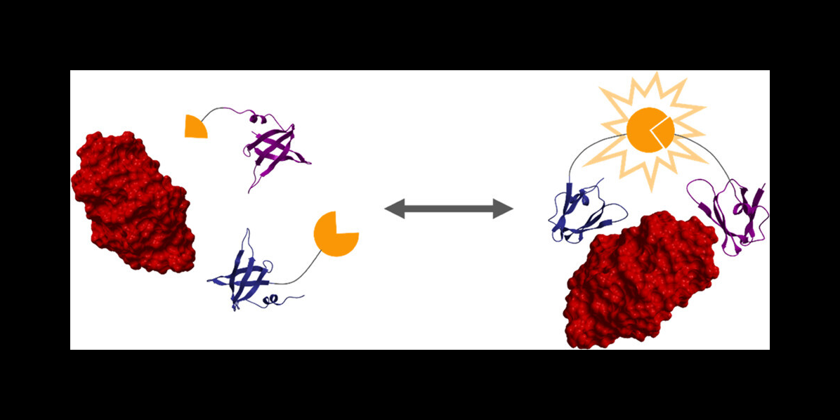 该图像表示蛋白质与目标蛋白的结合。蓝色和紫色的抽象线代表蛋白质结合靶蛋白代表一个红色，椭圆形的数字。这些蛋白质附着在黄色的荧光素酶上。