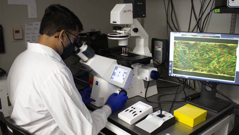 一名男学生在实验室查看血管模型的显微视图。